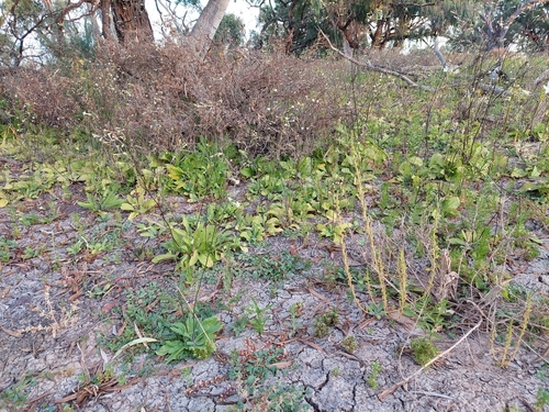Image of Nicotiana velutina by (c) Nina Kerr, some rights reserved (CC BY)