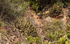 Euphorbia mammillaris