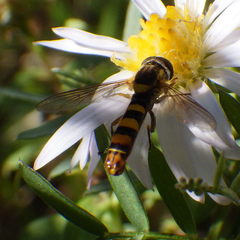 Sphaerophoria philanthus