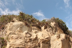 Euphorbia mammillaris