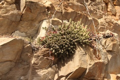 Euphorbia mammillaris