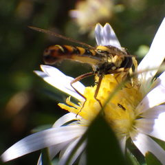 Sphaerophoria philanthus