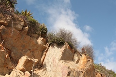 Euphorbia mammillaris
