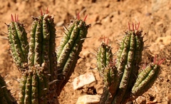 Euphorbia mammillaris
