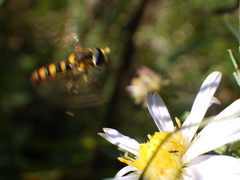 Sphaerophoria philanthus