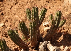 Euphorbia mammillaris