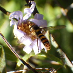 Sphaerophoria philanthus