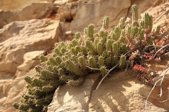 Euphorbia mammillaris