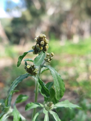 Many stem cudweed (Gnaphalium polycaulon)