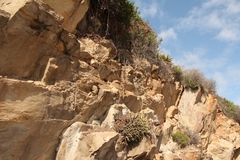 Euphorbia mammillaris