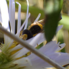 Sphaerophoria philanthus