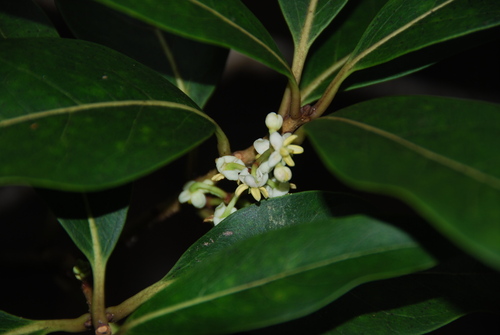 Nestegis sandwicensis
