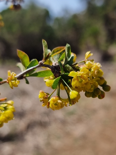 Berberidaceae image