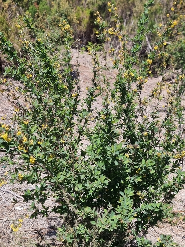 Image of Berberis maderensis by (c) Vítor Jorge, some rights reserved (CC BY)