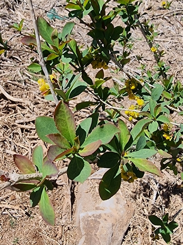 Berberidaceae image