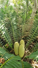 Encephalartos senticosus image
