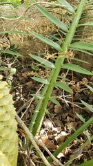 Encephalartos senticosus image