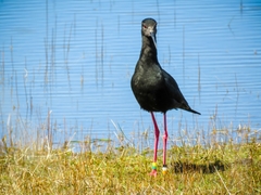 Himantopus novaezelandiae