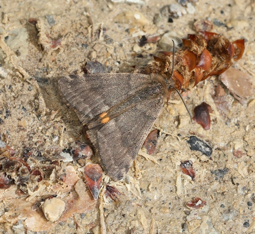 Boudinotiana notha