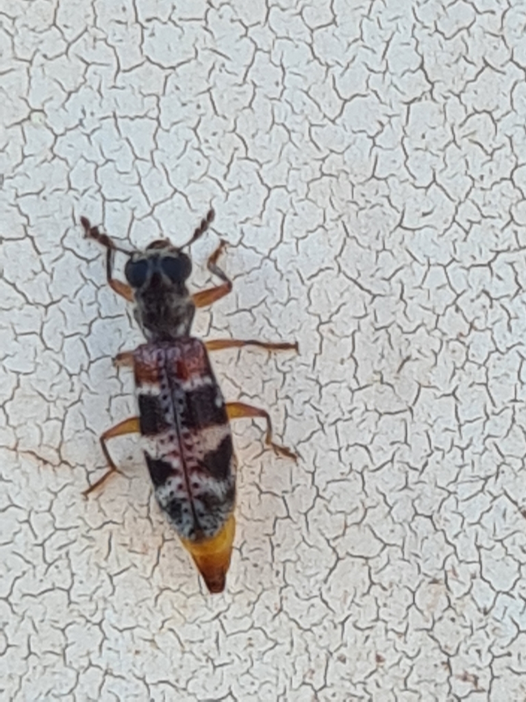Megaphloeus