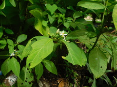 Witheringia coccoloboides