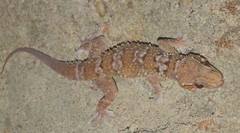 Dutta's Mahendragiri Gecko photo 3