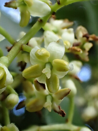 Nestegis sandwicensis