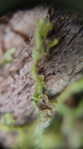 Image of Syzygiella autumnalis by no rights reserved