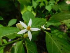 Witheringia coccoloboides