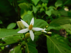 Witheringia coccoloboides