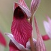 Serapias × occidentalis - Photo 由 ralph graeser 所上傳的 (c) ralph graeser，保留部份權利CC BY-NC