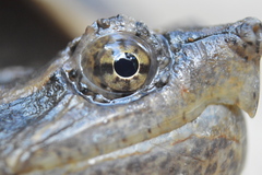 Chelydra rossignonii