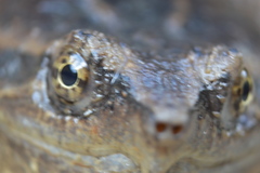 Chelydra rossignonii