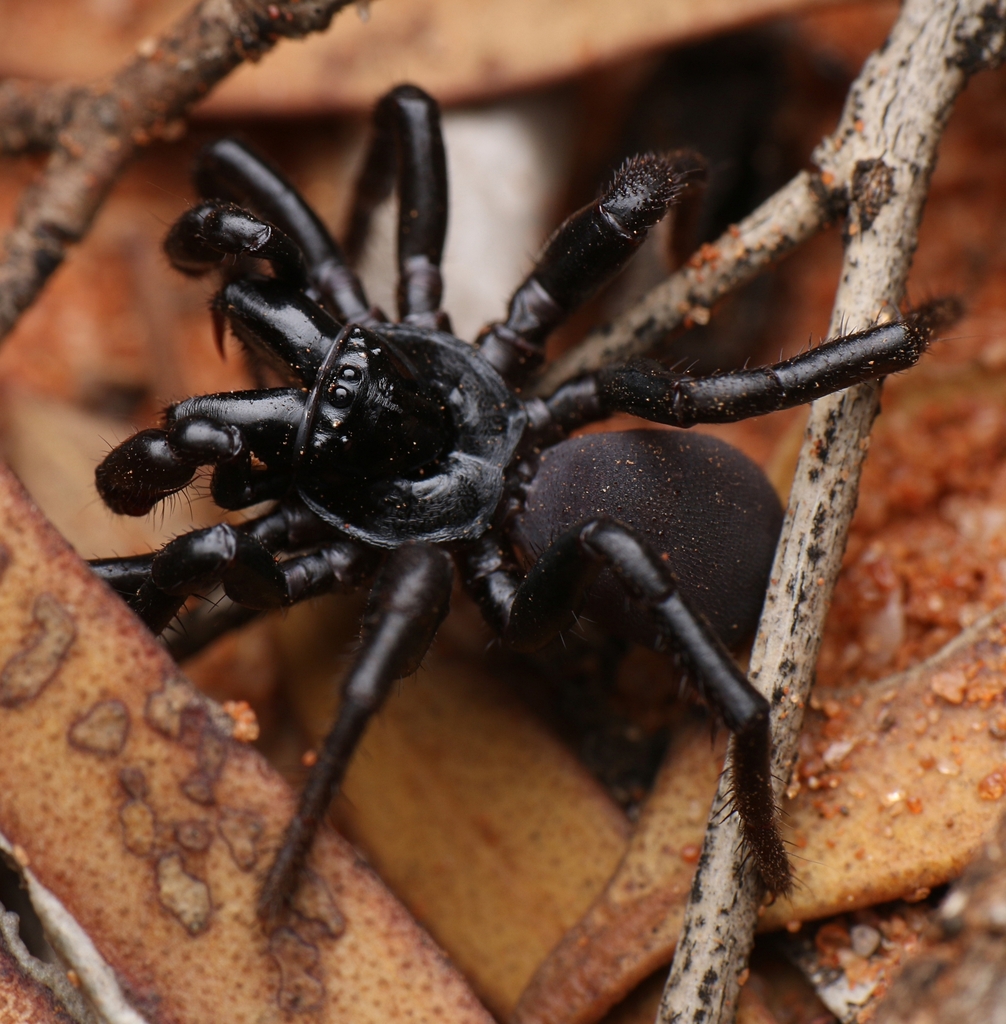 Missulena rutraspina