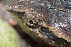 Chelydra rossignonii