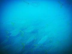 Chloroscombrus chrysurus