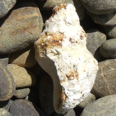 Austrofusus glans