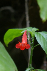 Image of Ruellia brevifolia