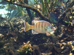 Lepomis macrochirus purpurascens