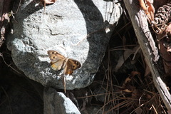 Hipparchia cypriensis