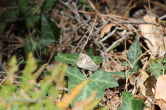 Hipparchia cypriensis