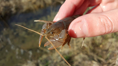 Cambarus graysoni