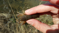 Cambarus graysoni