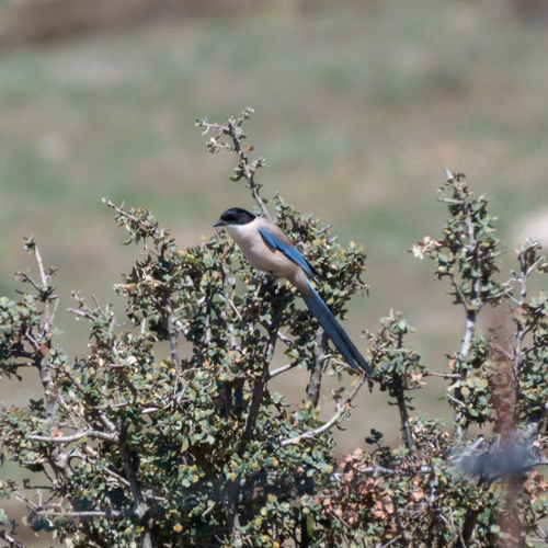 Rabilargo ibérico (Cyanopica cooki)