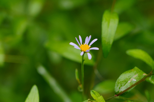 Aster indicus iNat (3)