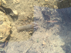 Cambarus graysoni