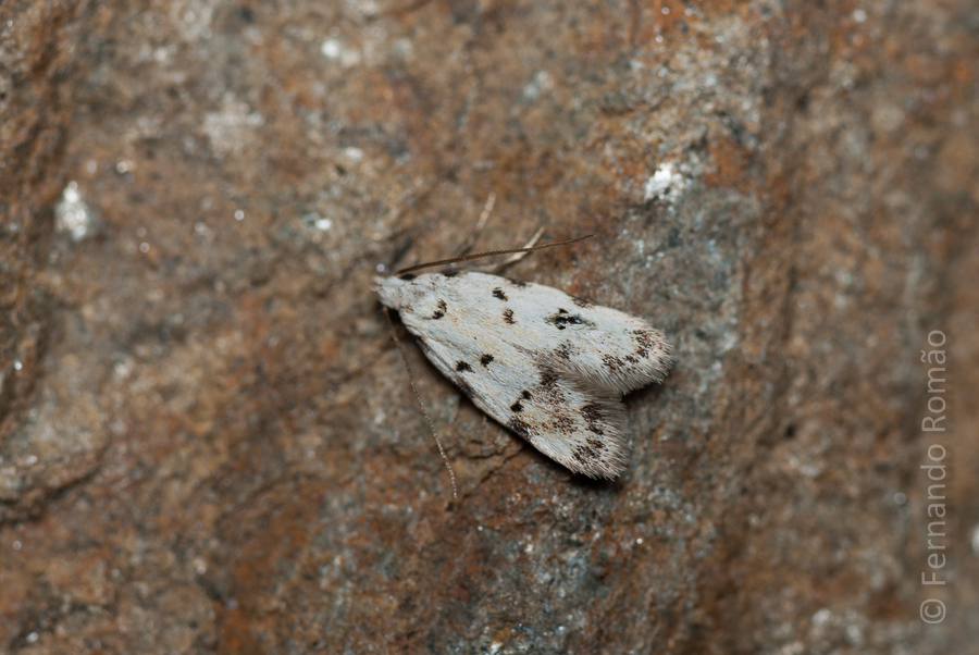 Symmoca serrata