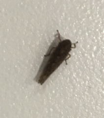 Portaninae