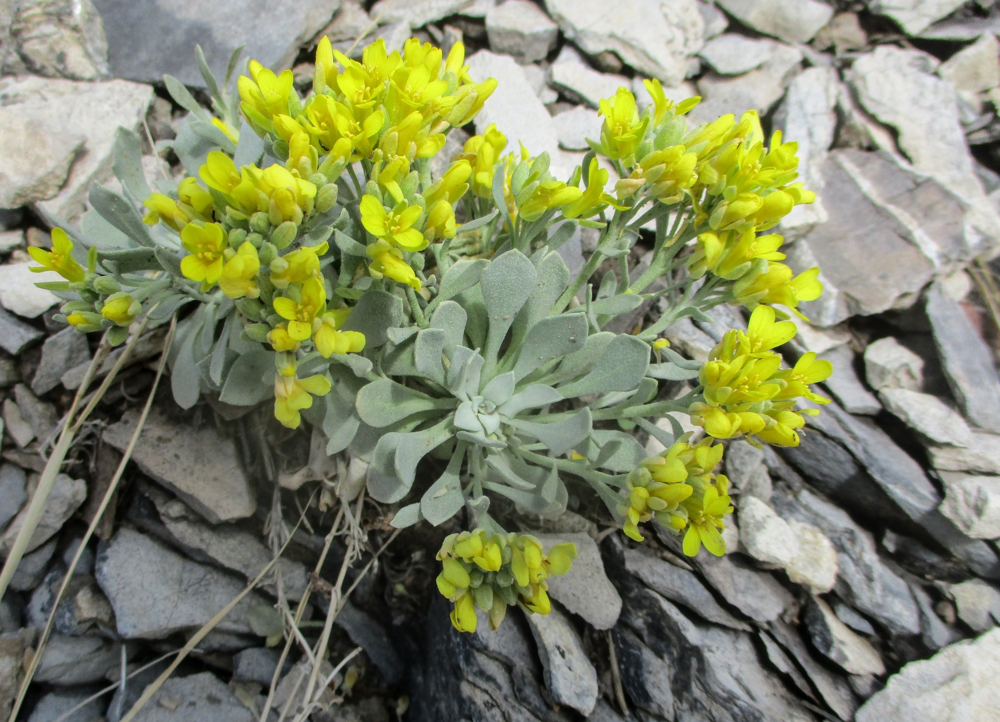 Physaria bellii