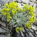 Physaria bellii - Photo (c) Helen Ann Wood, alguns direitos reservados (CC BY-NC), uploaded by Helen Ann Wood
